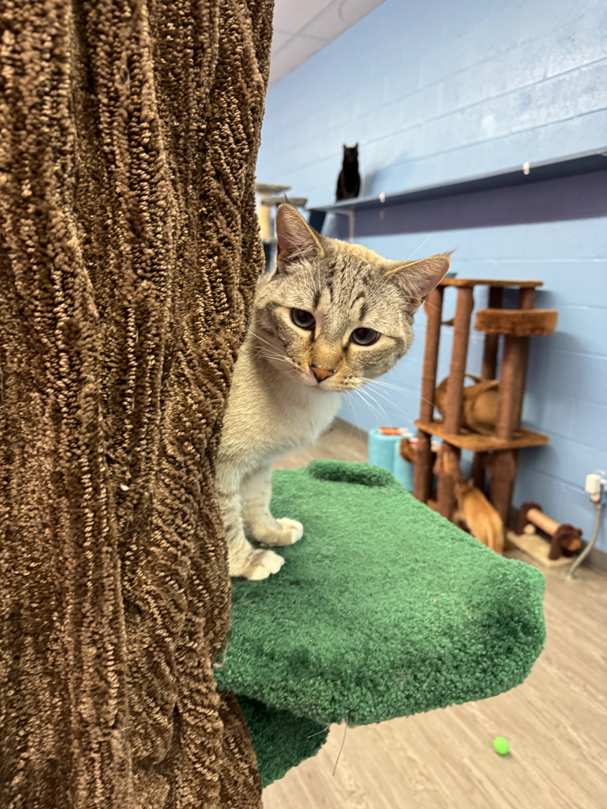 Cat Cafe Rescue is an Animal Shelter in Chino Hills, CA 91709